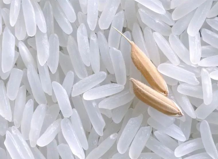 糖尿病患者也能吃得把米飯 長秈米